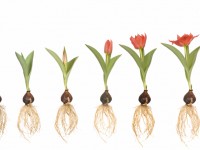 Plant Growing Evolution Before and After