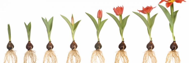 Plant Growing Evolution Before and After