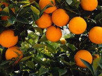 Orange Tree Fruit